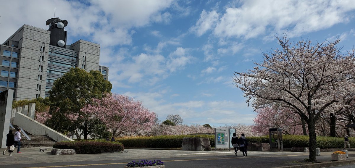 MINAMON_RIO's tweet photo. #茨城県庁
#桜 https://t.co/K9haPPBe2d