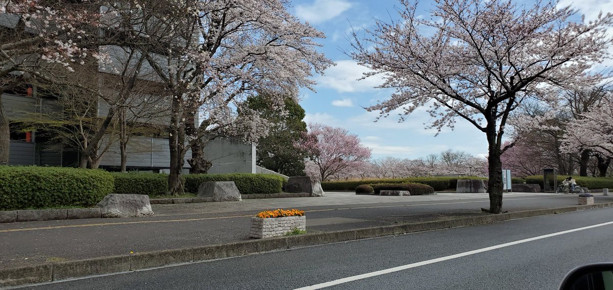 MINAMON_RIO's tweet photo. #茨城県庁
#桜 https://t.co/K9haPPBe2d