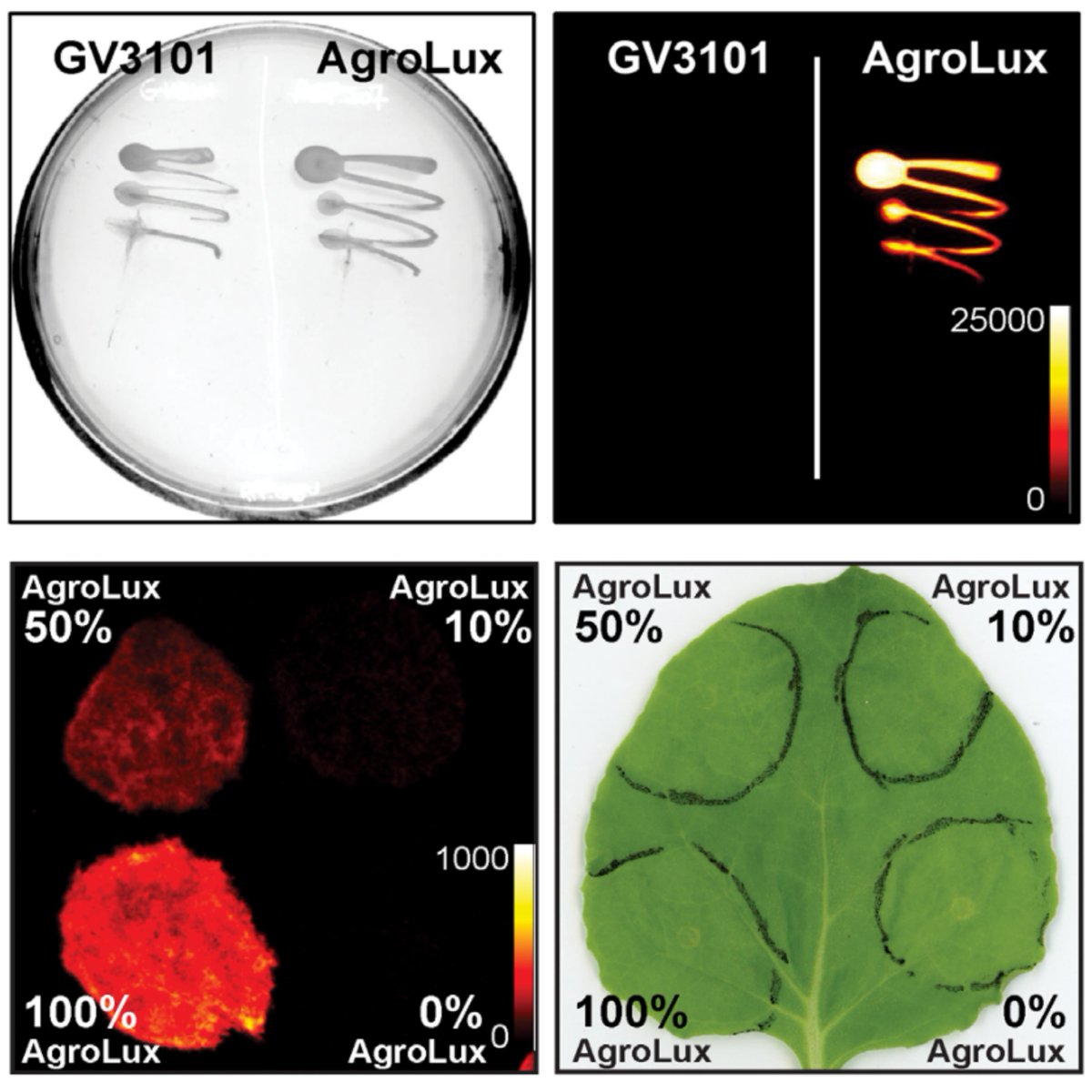 Shine bright like a diamond 💎🦠

AgroLux: bioluminescent Agrobacterium to improve #molecularpharming and study #plantimmunity

onlinelibrary.wiley.com/doi/full/10.11…

It's so simple to use. Try it! 😀
#bacteria #research #publication #benthamiana