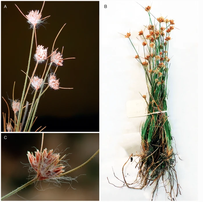 Dr Isabel Larridon (@isabellarridon) on Twitter photo A new sedge species from #ItremoPA in #Madagascar described by my PhD student Fitiavana Rasaminirina first recognised as new to science by the late Kare Lye <a href="/TeamKMCC/">Kew Madagascar</a> <a href="/KewAfrica/">Kew Africa Team</a> link.springer.com/article/10.100… A new sedge species from #ItremoPA in #Madagascar described by my PhD student Fitiavana Rasaminirina first recognised as new to science by the late Kare Lye <a href="/TeamKMCC/">Kew Madagascar</a> <a href="/KewAfrica/">Kew Africa Team</a> link.springer.com/article/10.100…