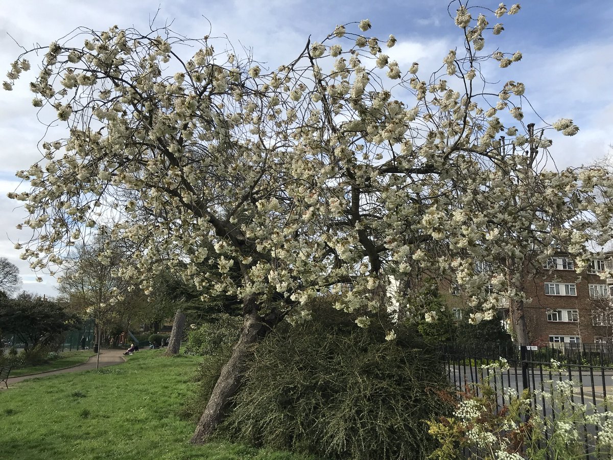 treeruss's tweet photo. Ukon cherry in full flower now.
Very common #JapaneseCherry. Easy to ID from its pale green/yellow flowers.
This mature tree is in #BrunswickPark #Camberwell.

#PrunusUkon #UkonCherry
#SE5Trees
#CamberwellTrees
#SouthwarkTrees
#LondonTrees 
#BlossomWatch #CherryBlossom  #TreeRuss https://t.co/Dgm6U34N3B