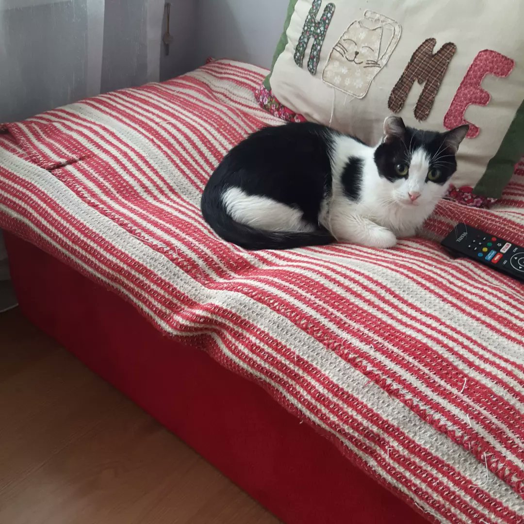arzusbemsn's tweet photo. Smoki evde daha iyi iğnesini ben yaptığım için foro çekemiyorum. Ama dişleri maalesef çekilecek kesinlesti onun dışında oynaması koşması yemesi gayet iyi.trk sıkıntımız ameliyattan sonra li durumu insallah iyi olacak dua edin https://t.co/Wj1cUmposm