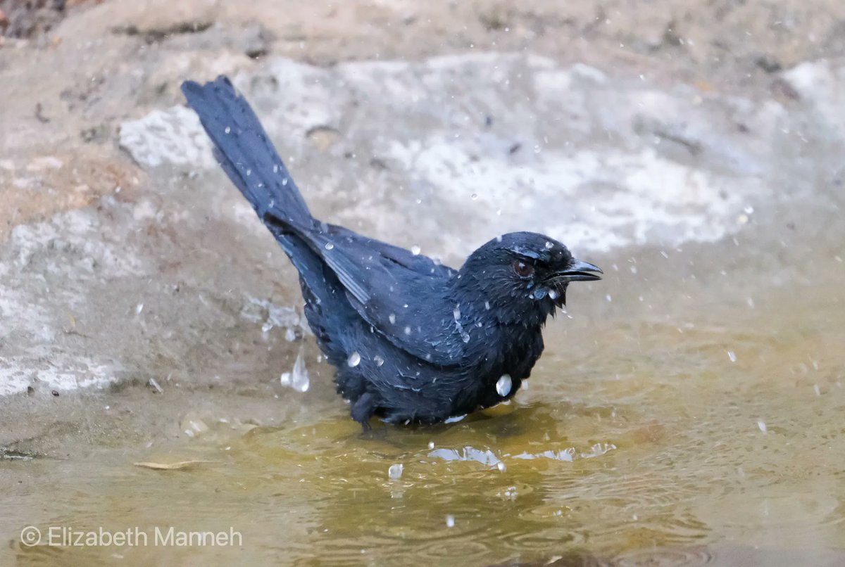 BalabaCamp's tweet photo. We see the Northern Black Flycatcher daily at Balaba, but it doesn't often come to bathe in the pool. #Gambia #birdwatching #BirdPhotography #BirdsSeenIn2022 #TwitterNatureCommunity https://t.co/5Mq6qnwIDK
