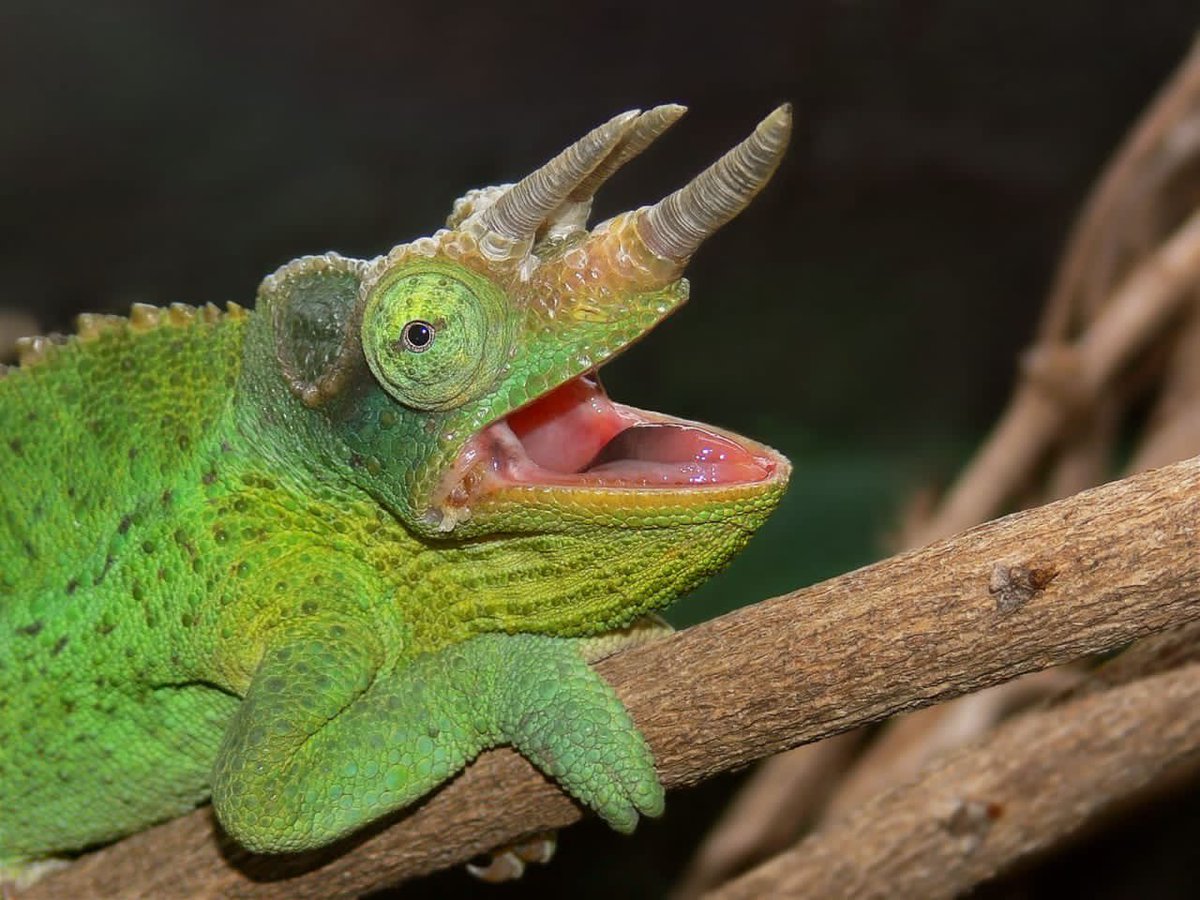 tegtanzania's tweet photo. Uluguru Nature Reserve 🏔🏔located at Morogoro region is the home of beautiful creatures like two horn chameleon and Mantis which are found in a Reserve🍀🍀🍀
#unfr
#eamcef
#tanapa
#wwf https://t.co/2BKdv7kwRO
