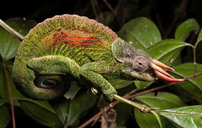 tegtanzania's tweet photo. Uluguru Nature Reserve 🏔🏔located at Morogoro region is the home of beautiful creatures like two horn chameleon and Mantis which are found in a Reserve🍀🍀🍀
#unfr
#eamcef
#tanapa
#wwf https://t.co/2BKdv7kwRO