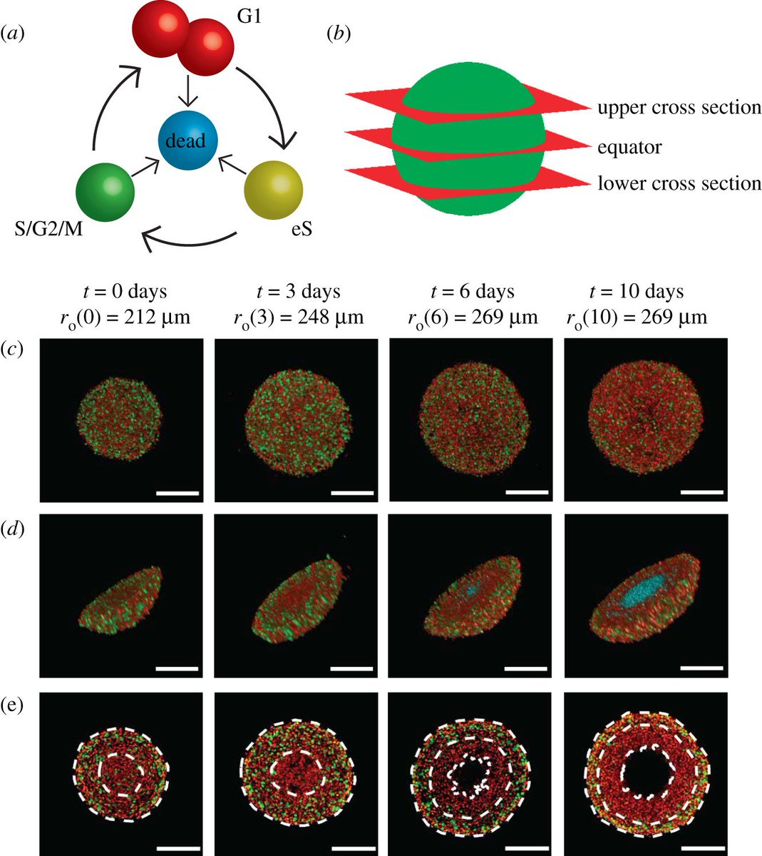 Haass_Melanoma_lab tweet media