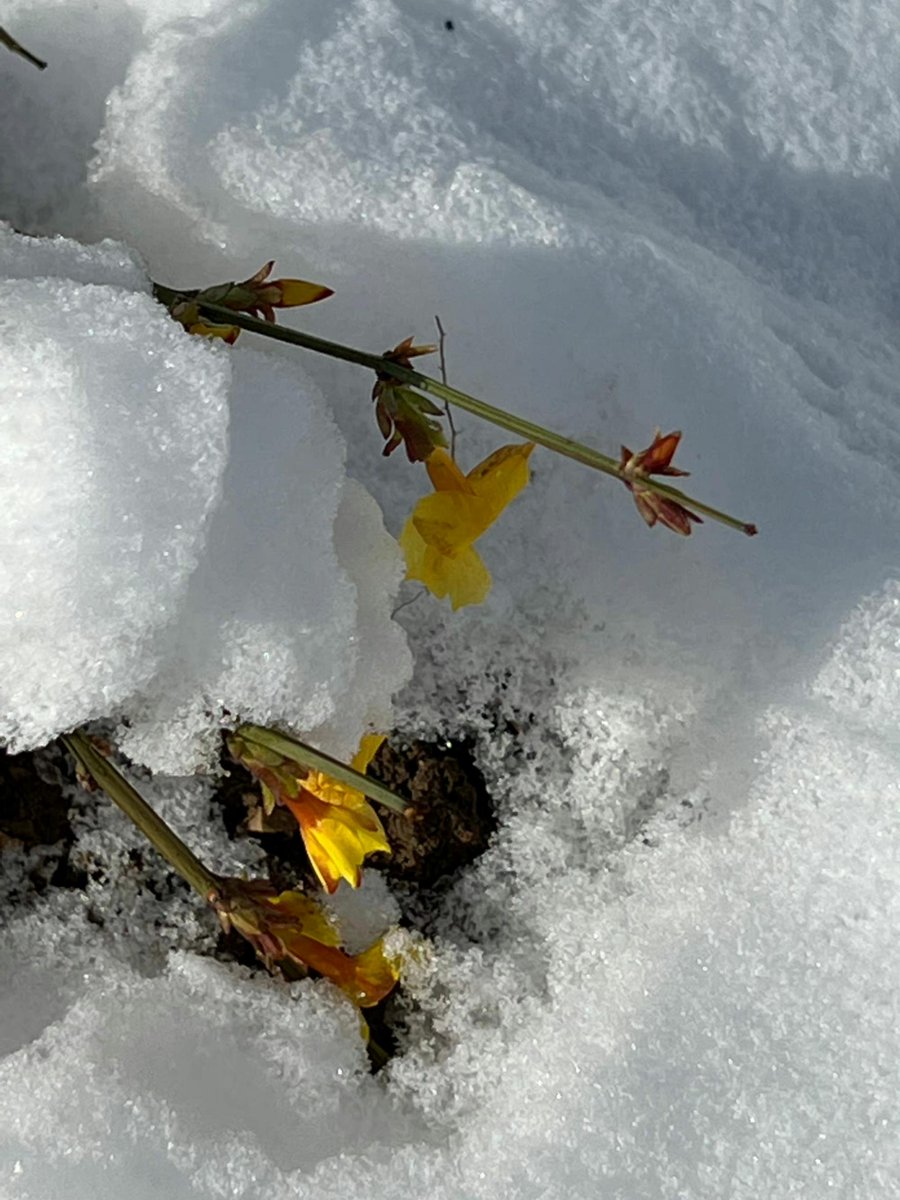 De Moppen (@demoppentweet) on Twitter photo 