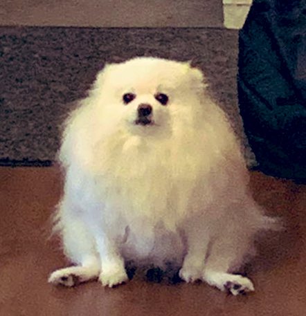 NevilinaB's tweet photo. Woof 🐶 https://t.co/sP5UkmBCoX