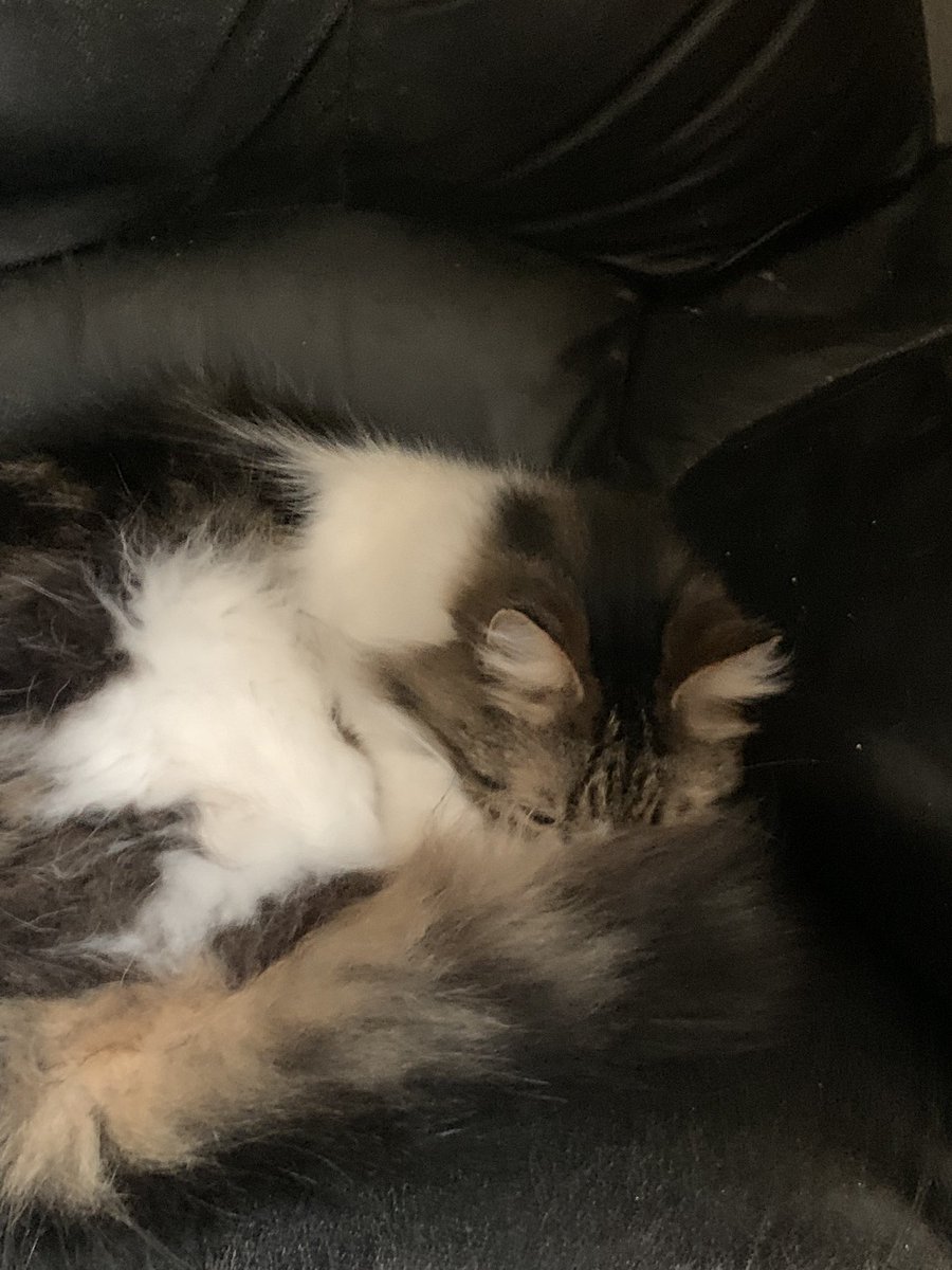 Scousebuttons's tweet photo. Stole my human’s seat! So he’s had to improvise! At least I am comfy! 😻😺😸😸😸😹😹 #CatsOfTwitter #CatsOnTwitter #CatSwag #catlovers #Hedgewatch #HedgewatchForHoney https://t.co/9D6ZY0Cu7Z