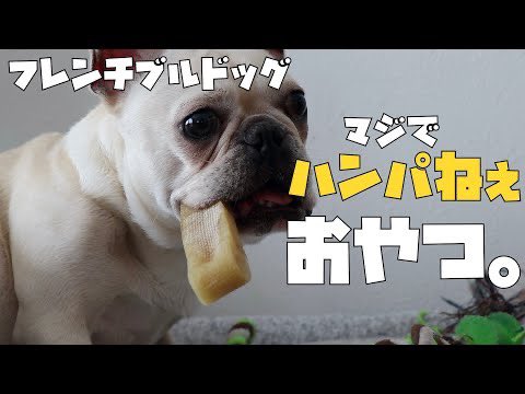 tororo__1005's tweet photo. あの有名な「ヒマチー」をトロロに買ってきたら…相変わらずキャワイイでした‼️

スモーキーな香りで思わず僕もかじりつきそうになってしまったよ🤣

動くトロロは可愛いです❤️
暇な時に見て下さい👍

https://t.co/Qy7LaaxPsE @YouTube

#フレンチブルドッグ　#フレブル
#ヒマラヤチーズ #ヒマチー https://t.co/0OXT1VxaF5