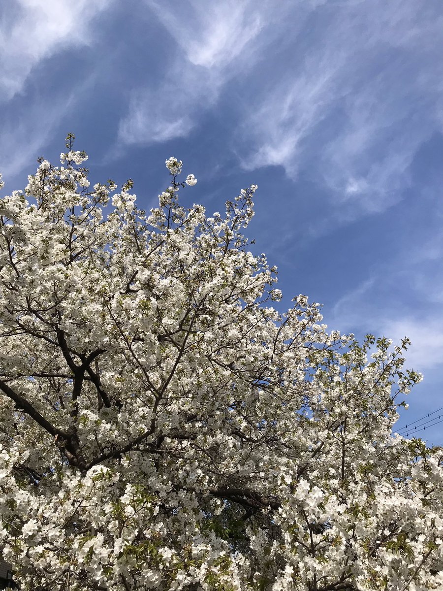mitchimellow's tweet photo. 大島桜は真っ白ですごくいい香りがする☺️
急に初夏っぽい陽気になって3日前に真冬並みの寒さだった事忘れちゃう😅 https://t.co/nFkTSrtSRU