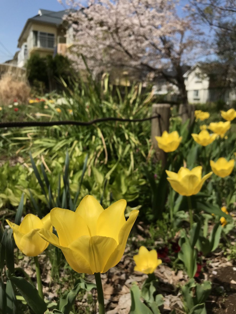 mitchimellow's tweet photo. チューリップ🌷 https://t.co/PbqjbA49lC