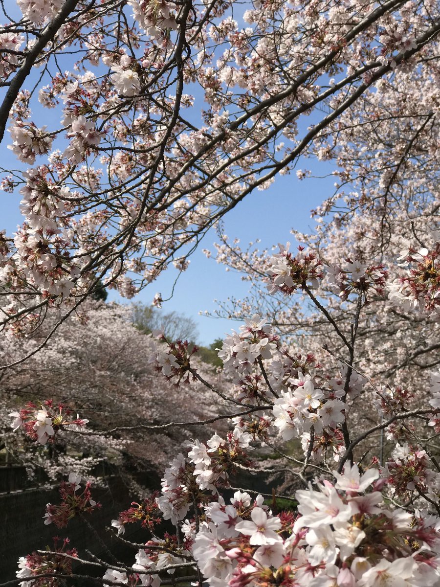 mitchimellow's tweet photo. ソメイヨシノもそろそろ終わり🌸 https://t.co/JeRcNToyRN