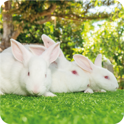 kea_farm's tweet photo. New Zealand White rabbit π°
#MeatRabbit https://t.co/Vvno7sW4WL