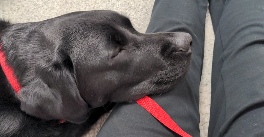 LynnBry29527024's tweet photo. He's sleeping it off on my lap. Of course, this is me, aged almost 60 with arthritis in the spine and both hips, sitting on the hard floor of the vet because my baby NEEDS me. #WritingWithLabradors #Oscar #IAmSoft https://t.co/DCccLlCIb2