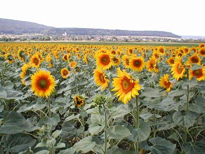 Le chiffre d’affaires bio dépasse les quatre milliards. Selon Bio Suisse, le secteur bio a confirmé en 2021 l’extraordinaire croissance de l’année précédente et a de nouveau progressé de 3,9 pourcents. Il y a actuellement 7473 fermes certifiées Bourgeon. tinyurl.com/3nes4xsx