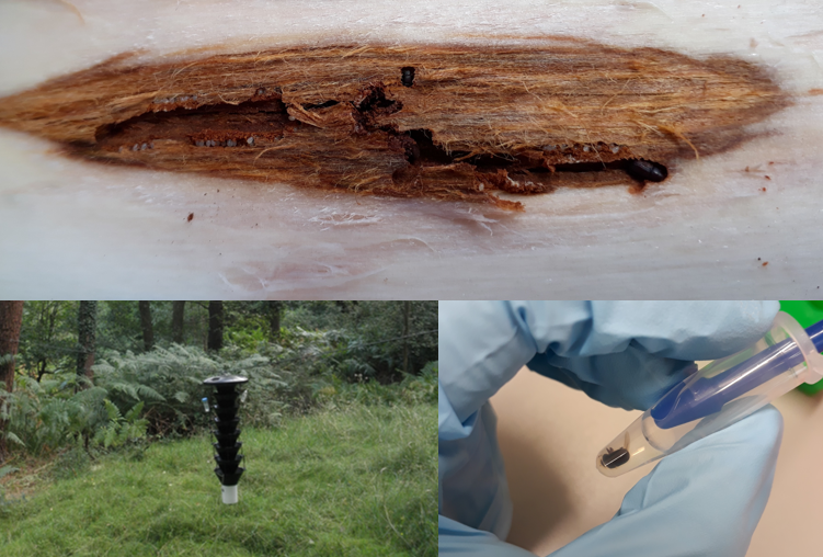MycoKeys's tweet photo. Bark #beetles breed in living or dead trees and form close associations with #fungi, which can sometimes cause enormous damage to forest #ecosystems. 1/4 https://t.co/ZigB7jNLi5