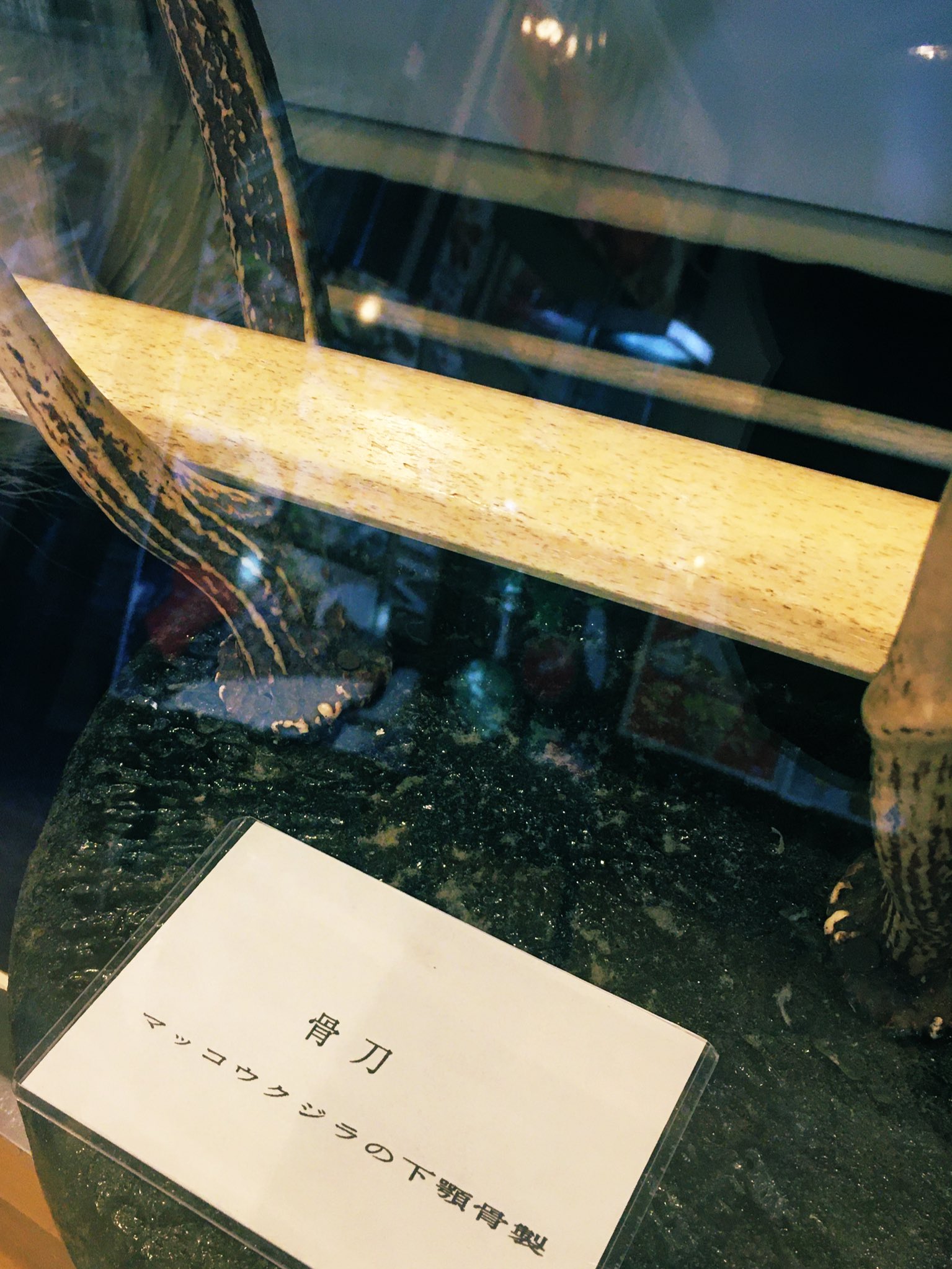 1971年希少南氷洋マッコウクジラの鯨骨刀約95cm 珍品マッコウクジラの骨刀！！ 高額査定のその理由とは