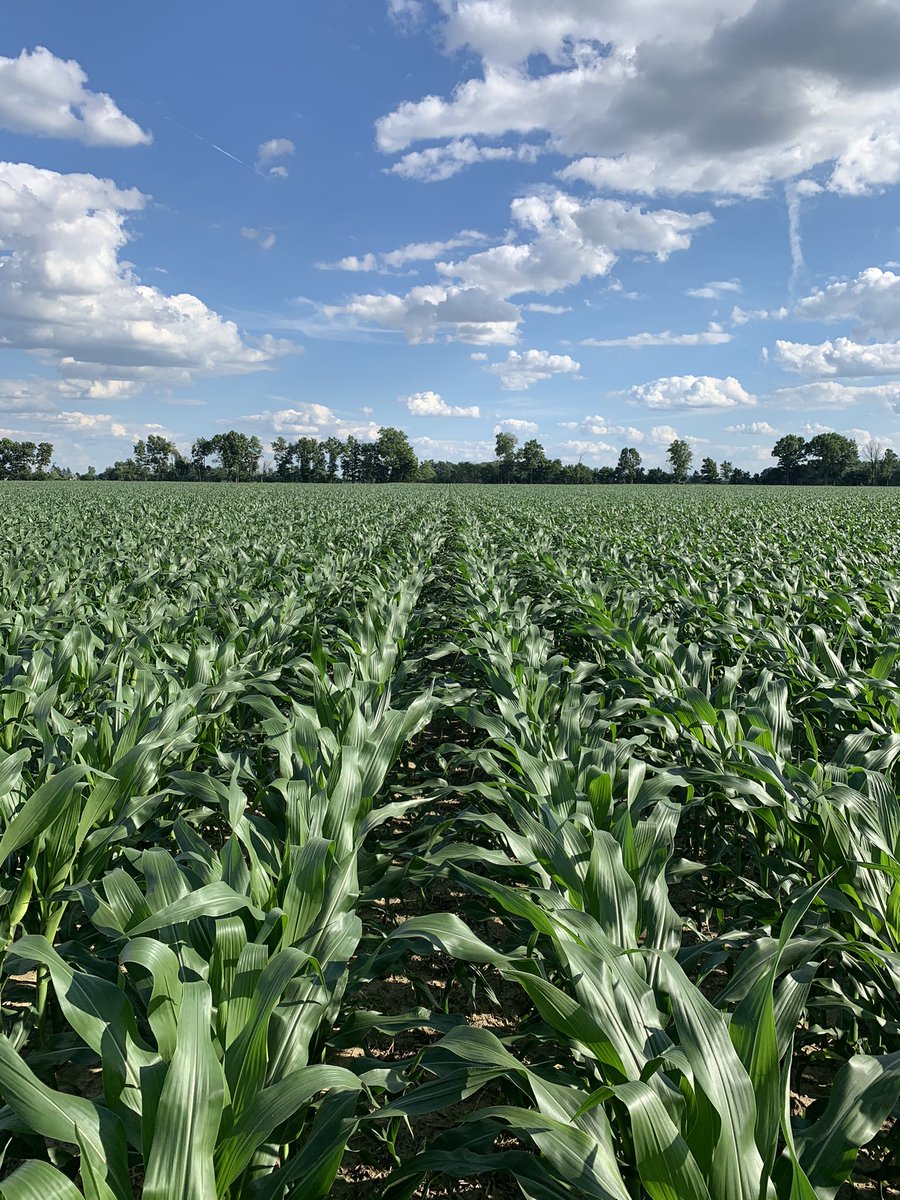 ProFarmHer's tweet photo. Agriculture is the heart &amp; the backbone of the economy!!!

Agriculture is Life!!!
📸 @Radical_CropDoc 

#iFarm #YouthInAgriculture #EmpoweringPeople #FarmBetter https://t.co/v2e3KDHYlL