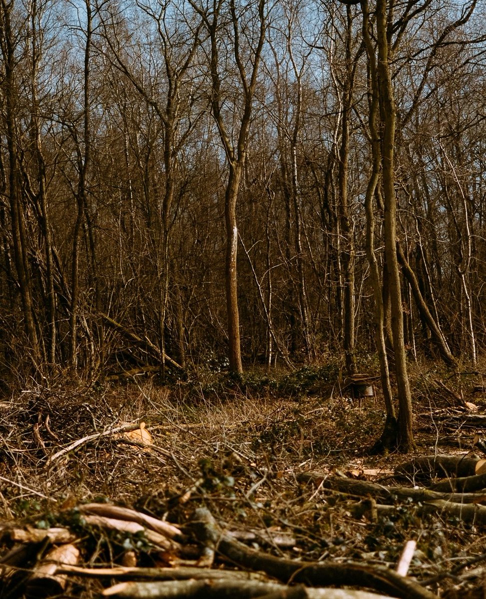 aruleoftum's tweet image. 🔥 Towards the end of March 2022 we headed over to Birchwood Forestry in Herefordshire to take a look at their setup and see how they go from forest to charcoal.

Read more about this amazing process over on the blog!

aruleoftum.com

@birchwoodforestryhereford