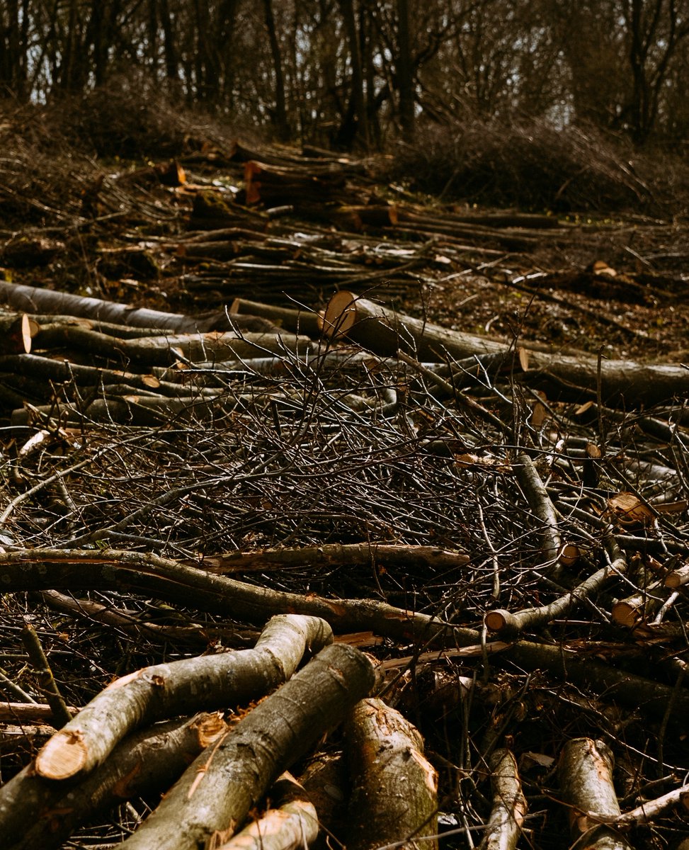 aruleoftum's tweet image. 🔥 Towards the end of March 2022 we headed over to Birchwood Forestry in Herefordshire to take a look at their setup and see how they go from forest to charcoal.

Read more about this amazing process over on the blog!

aruleoftum.com

@birchwoodforestryhereford