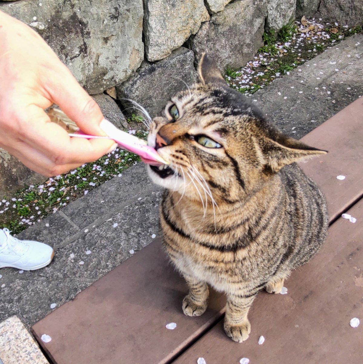 0_AnPn_0's tweet photo. 泉州民みんなだいすき岸和田城と、ちゅ～るに夢中な現在の城主 https://t.co/Y662GS3zKX