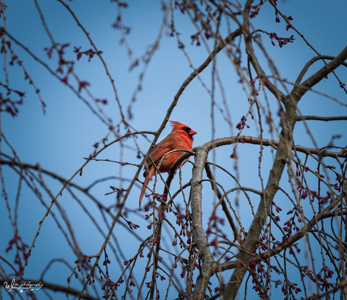 JennyWisePhotos's tweet photo. April 6: Cardinal
https://t.co/BJSWem2kjK
#bird #birds #springbirds #springbird #birdintree #featherfluff #fluffedfeathers #cardinal #cardinals #wildbirds #branches #birdphoto #birdsofafeather #wildbird #birdsoftwitter #cardinalsoftwitter https://t.co/egrspBKBwv