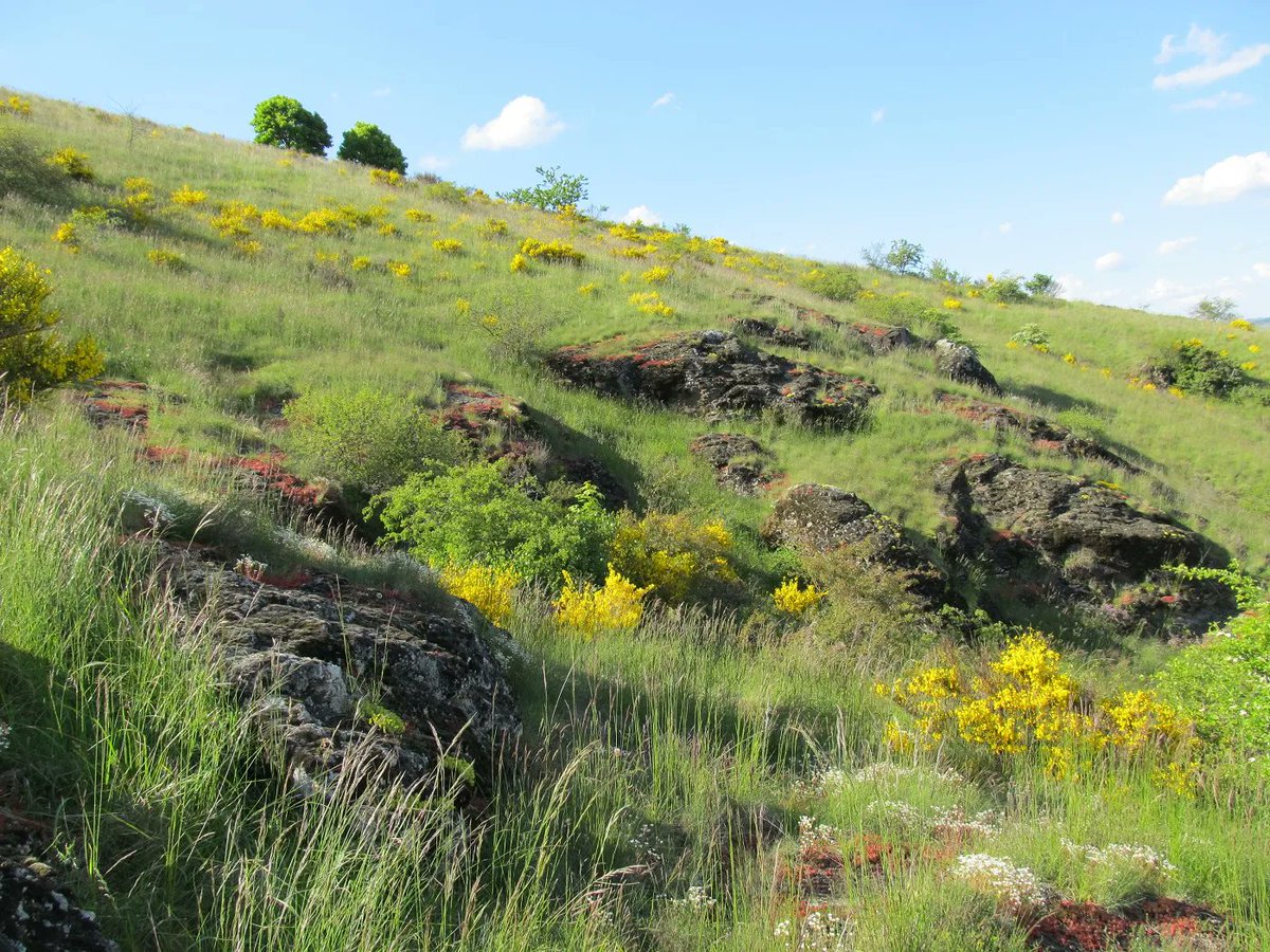 CENAuvergne's tweet photo. Le @CENAuvergne travaille sur le territoire de la Communauté d'Agglo du Puy-en-Velay #CAPEV sur la théma des trames vertes & bleues #TVB autour des cours d'eau, coteaux secs & forêts couvrant le territoire. une action intégrée dans le CVB financé avec appui @auvergnerhalpes https://t.co/9ctOhHUxhf