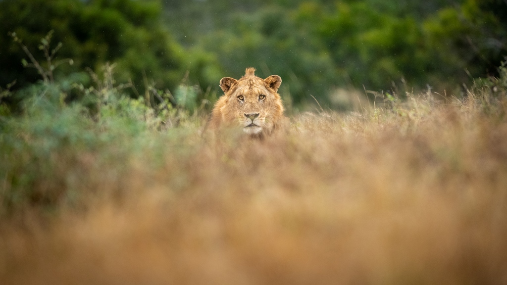 londolozi's tweet photo. In today's blog post Ranger Kyle Gordon writes about having low expectations on game drive and being gifted with sightings of three of the Big Five in return!
https://t.co/9W0jtz3nOB
๐ธ: @stoftaylor
#londolozi #thelondolozieffect #wildlifeblog #lion #ntsevu #bigfive https://t.co/7s747RyhsP