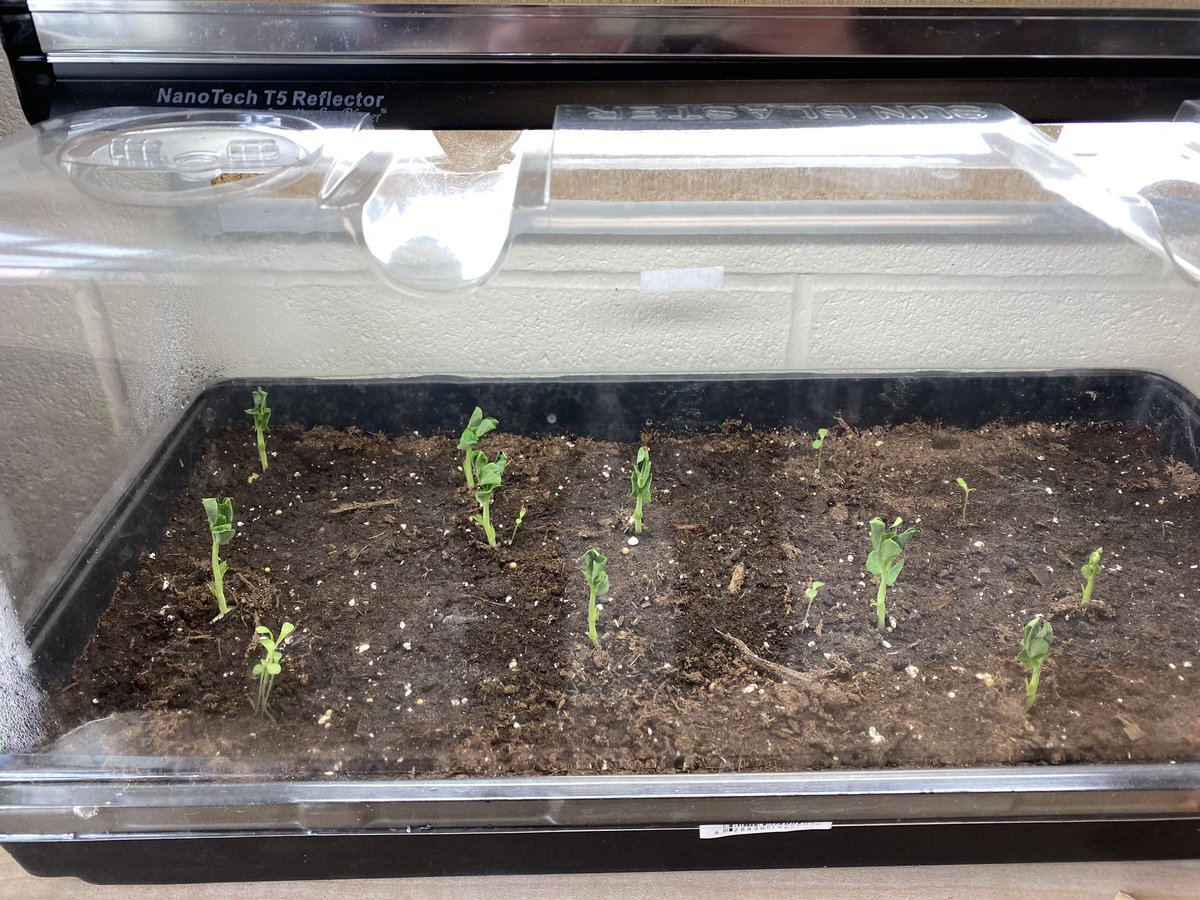 Our plants are starting to grow! Students are tracking their progress and comparing how the different plants are growing