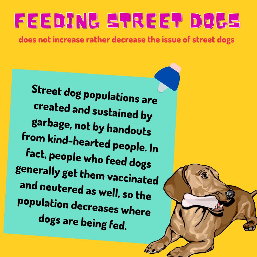 What Should I Feed Street Dogs