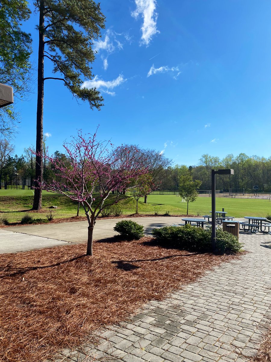 MrUlkuSteiner's tweet photo. Respect and thanks to our grounds team, which makes beautiful places happen all over our campuses. https://t.co/OsHTWYZcyA
