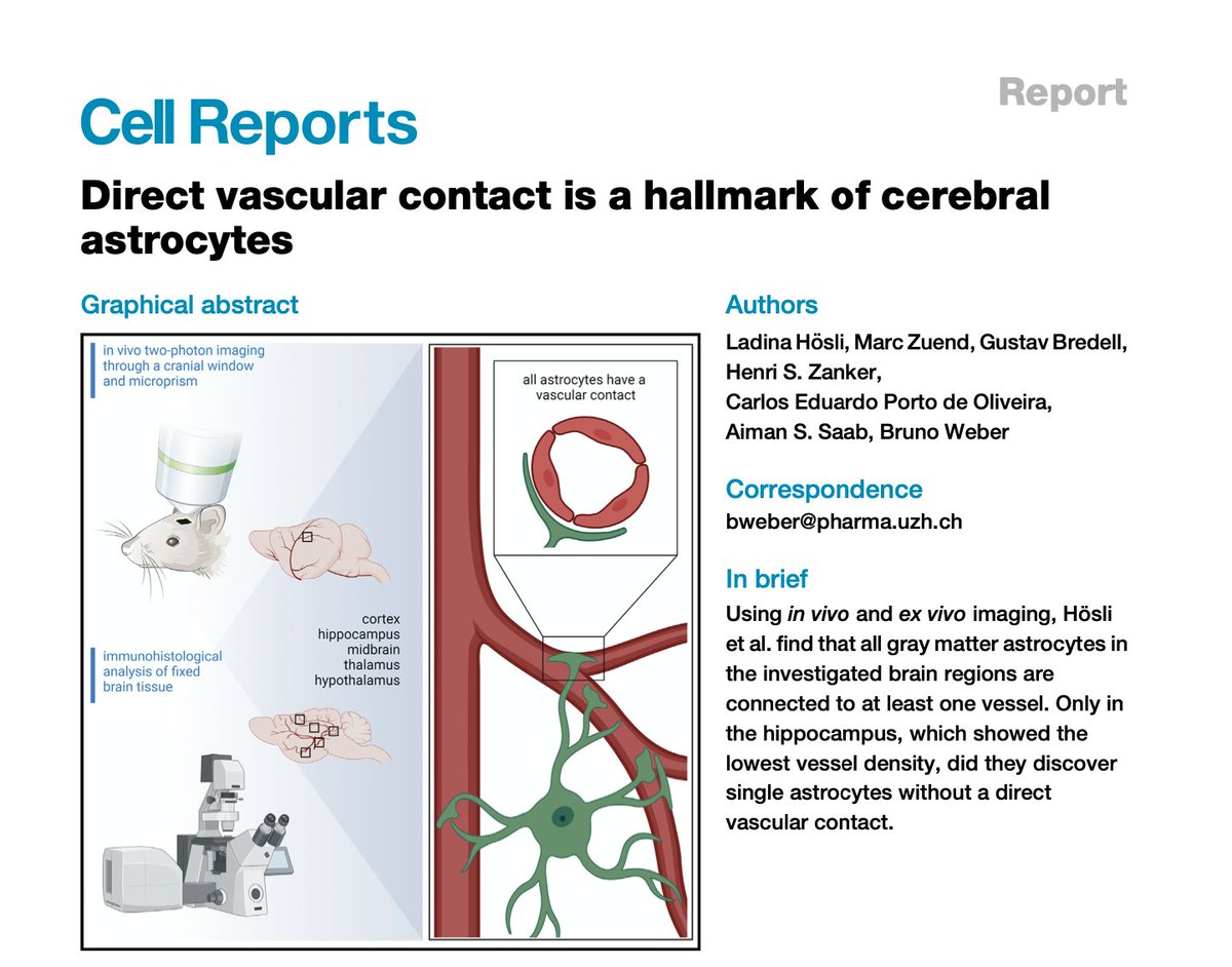 "Of all gray matter astrocytes, 99.8% are connected to at least one blood vessel" 👉 sciencedirect.com/science/articl…! Very elegant work by #brunoweber group!