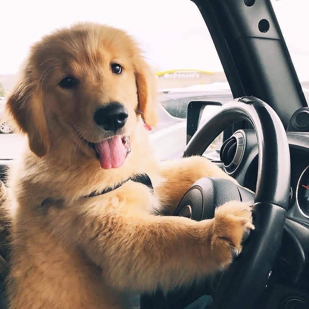 goldenloverzone's tweet photo. I swear I have a driver's license 🐶🚗
-
🐶 Follow @goldenloverzone for daily golden retriever content! 💓
🐕 Love &amp; Retweet for your friend who loves golden retrievers😍
-
#goldenretrieverlover #goldenretriever https://t.co/Kcp7ouOMwE
