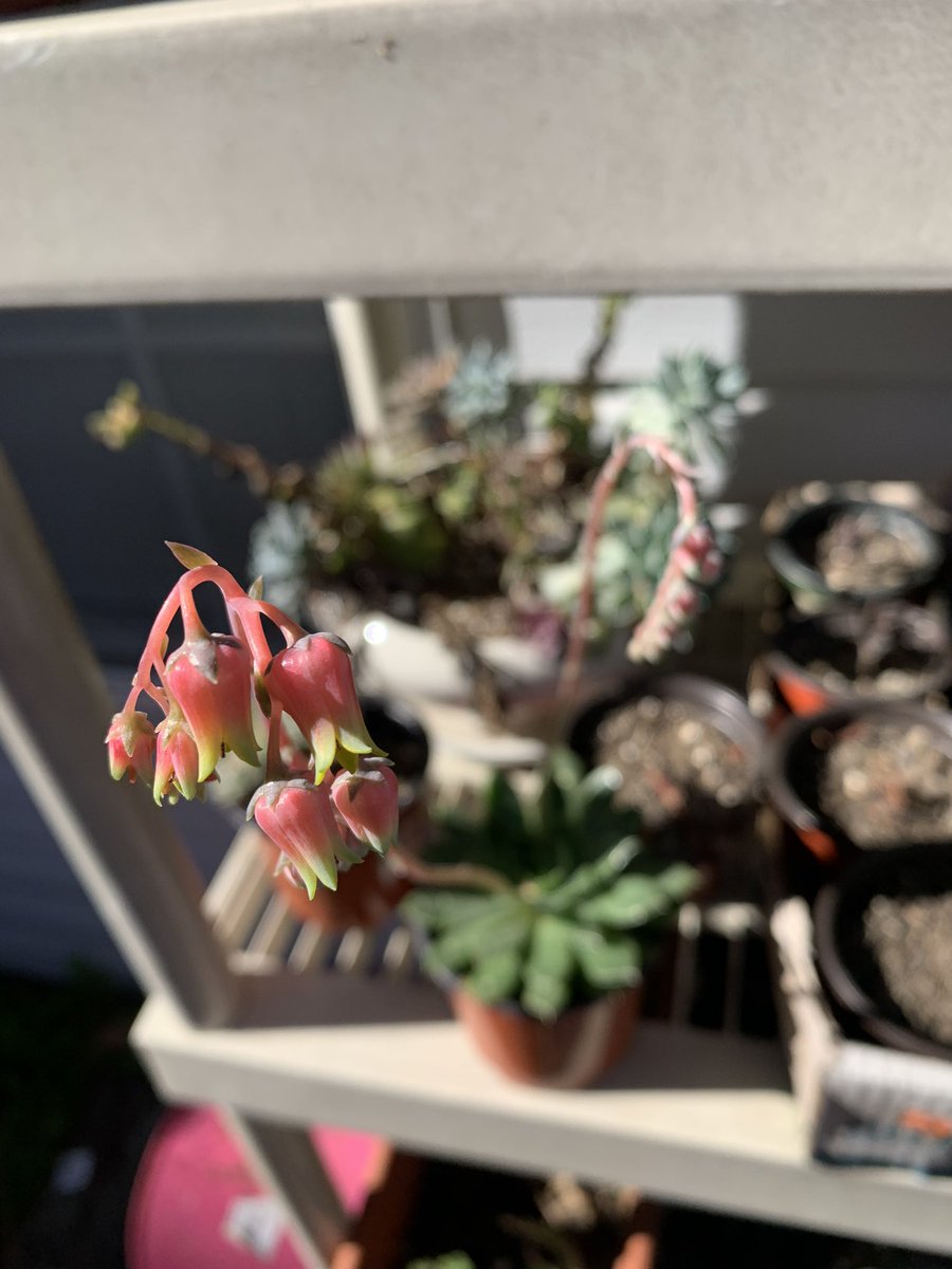 PlantSaga's tweet photo. My #succulents are doing things!! Look at these little pretty #flowers!! https://t.co/k2OafZ9TrA