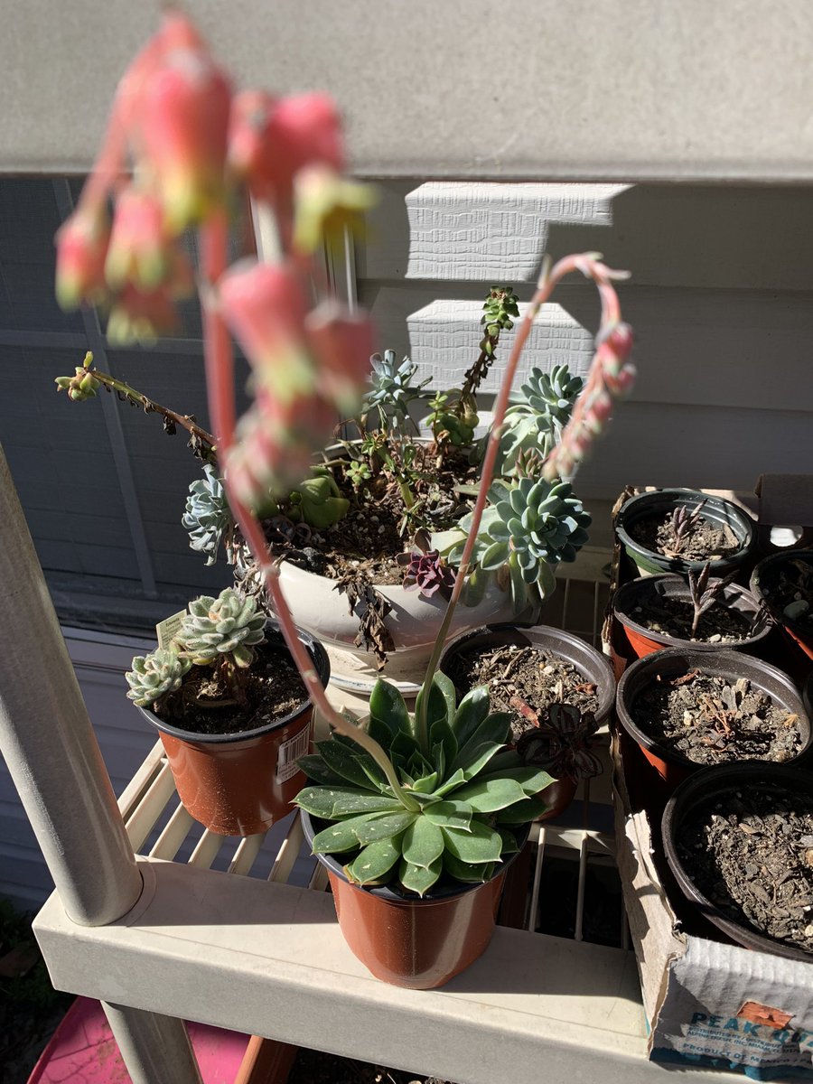 PlantSaga's tweet photo. My #succulents are doing things!! Look at these little pretty #flowers!! https://t.co/k2OafZ9TrA