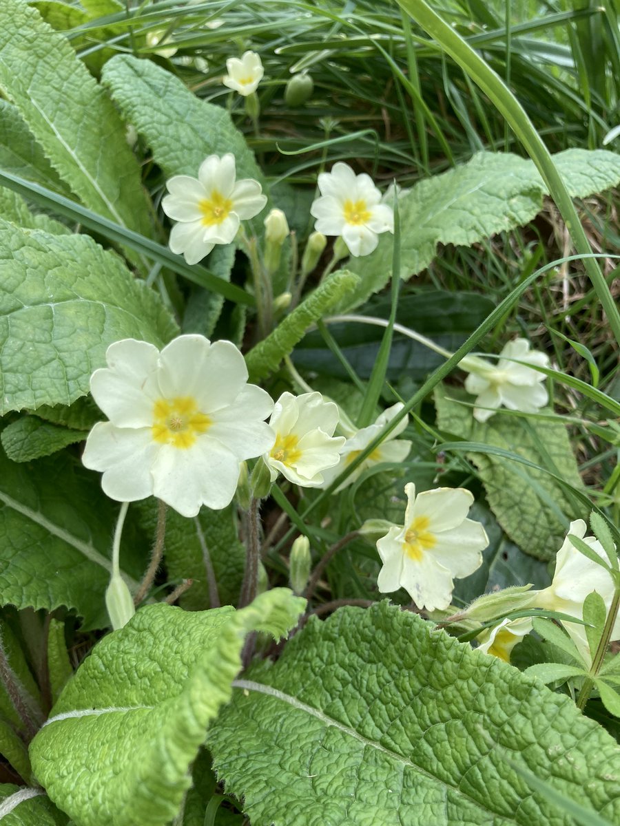 #chroniclesofgreyfriars explores biodiversity and geological diversity of greyfriars Dunwich. We have two remaining opportunities for adults recovering from mental health issues to receive training and support over 2 years <a href="/AutismAnglia/">Autism Anglia</a> @SuffolkAONB <a href="/NHSEastEngland/">NHS East of England</a> <a href="/suffolkmind/">SuffolkMind</a>