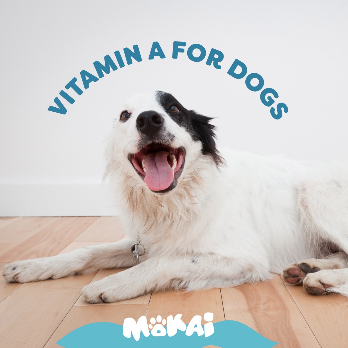 mokaipaws's tweet photo. Vitamin A is extremely necessary for dogs since it is a key component for the proper functioning of their body 💪🏽 https://t.co/Q0PWJ6ImMC
