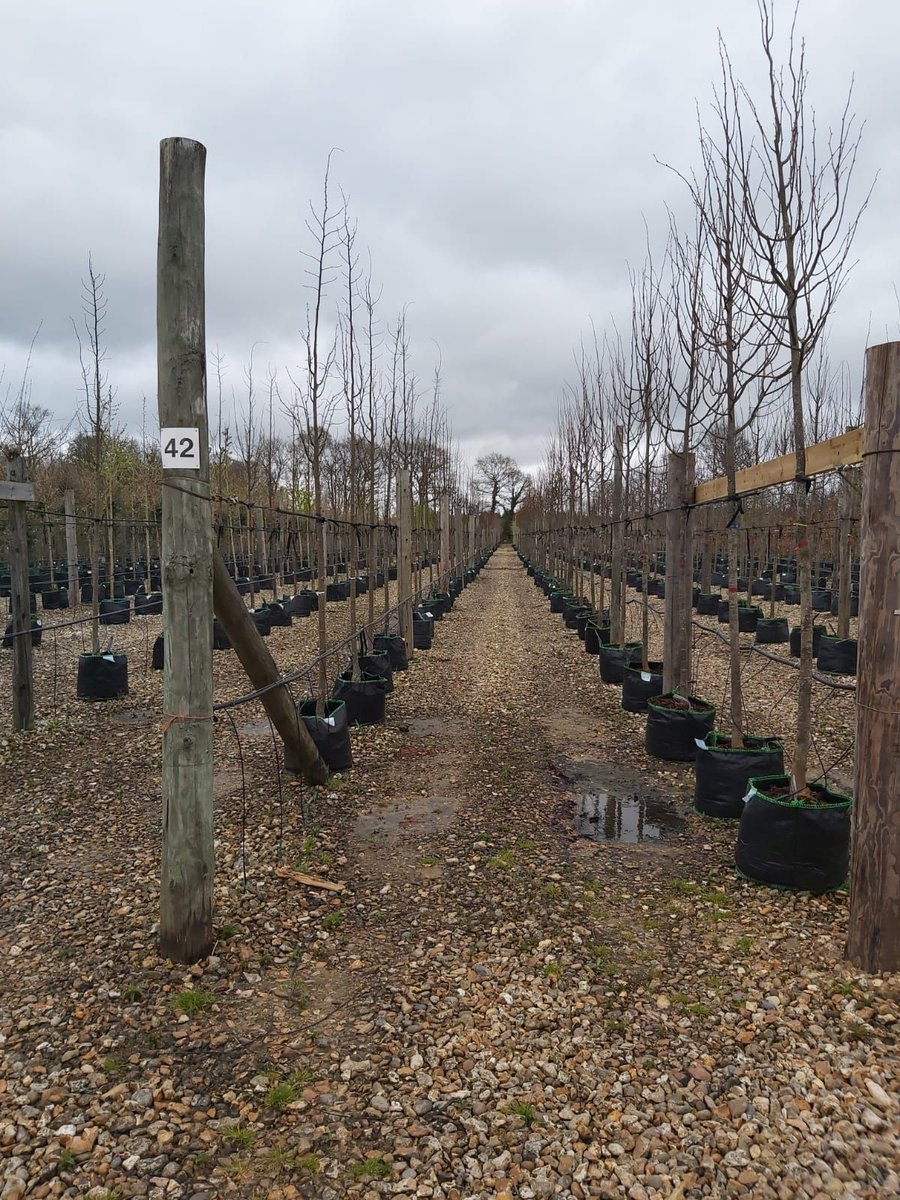 GreenBlueUrban's tweet image. Pleased to be giving a #RootSpace tree pit demo today at the @HillierTrees Contractor Day with @BALI_Landscape.

Discover more on GreenBlue Urban Tree Planting Systems: bit.ly/3NQYBJ8

#UrbanTreePlanting #greeninfrastructure