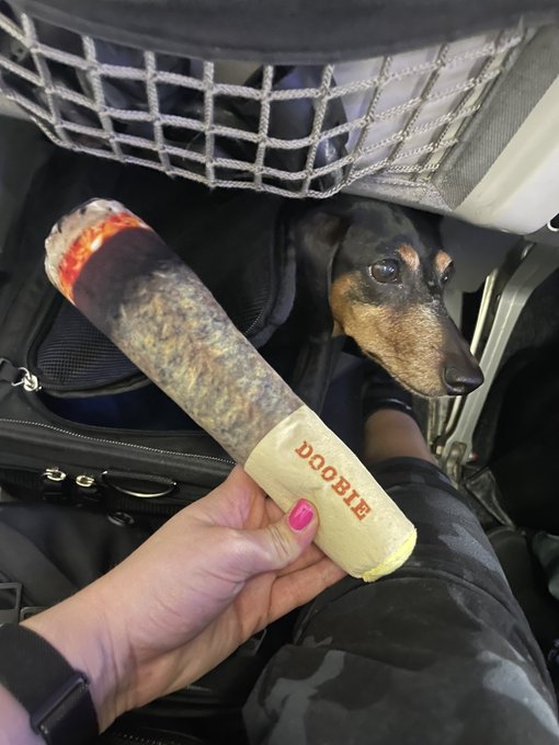 Flying home to Los Angeles.. MJ almost got us kicked off the flight for her doobie haha 😂 jk it&rsquo;s a dog