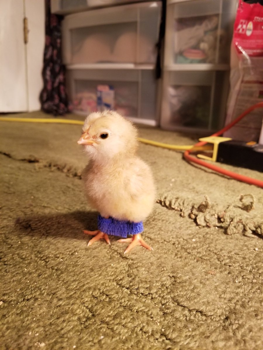 Mandyann420's tweet photo. This little lady is one year old today.  Happy Birthday Sam! #chicken #animalsanctuary #rescue https://t.co/sOZVlNr0yB