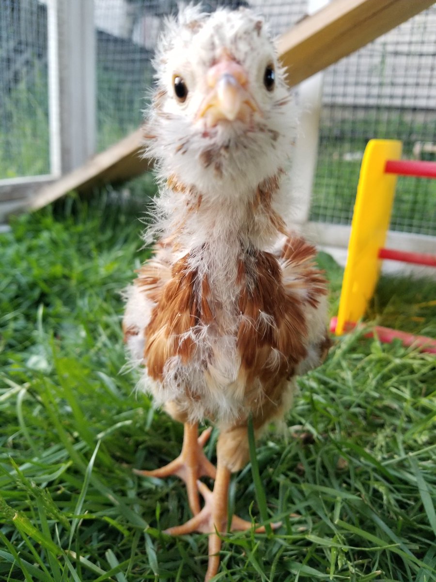 Mandyann420's tweet photo. This little lady is one year old today.  Happy Birthday Sam! #chicken #animalsanctuary #rescue https://t.co/sOZVlNr0yB