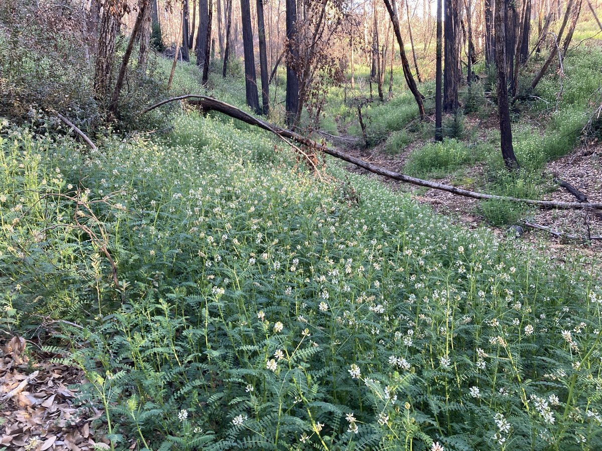 inaturalist's tweet photo. Our #WildflowerWednesday Observation of the Day is this patch of Humboldt County Milkvetch #plants (Astragalus agnicidus), far south of its previously known range! Seen in the #UnitedStates by betweenthelyons.

More details at: https://t.co/dG3x84VWxy #botany #communityscience https://t.co/3OoI7mwMWf