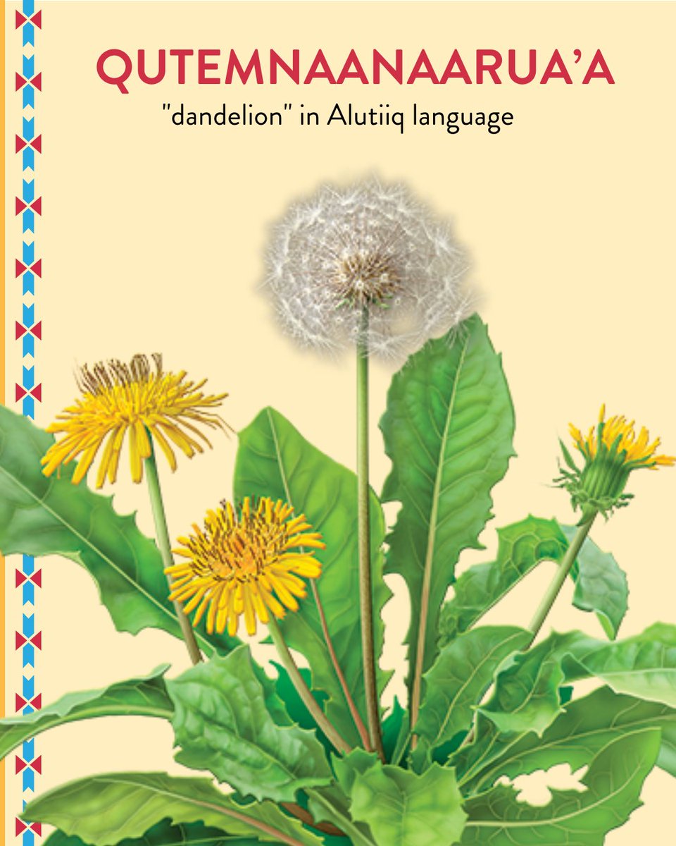 #Dandelions are popping up everywhere now. These bright yellow flowers bring gifts for pollinators & people!  🌼 🐝

The Alutiiq name for dandelion is Qutemnaanaarua’a.

Do you know the word for this plant in your language?

#DandelionDay #SpringTime #IndigenousFoods