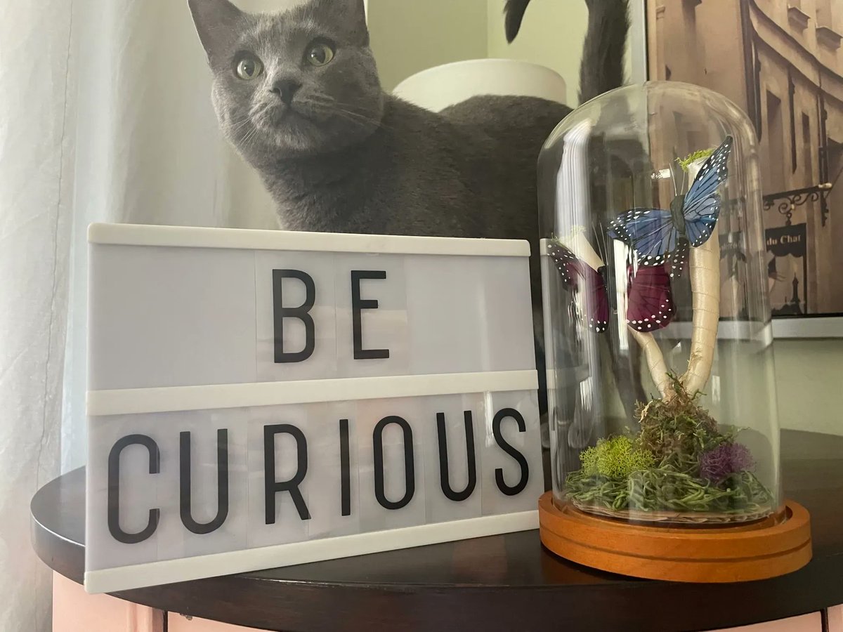 RedRoverCompany's tweet image. Curiosity never killed these cats 😼

One of our favorite #PackDNA core values is to ALWAYS follow your curiosity. Ask questions others may not — especially ones that start with “why.” Don’t be satisfied with not knowing.

#becurious #corevaluesinaction