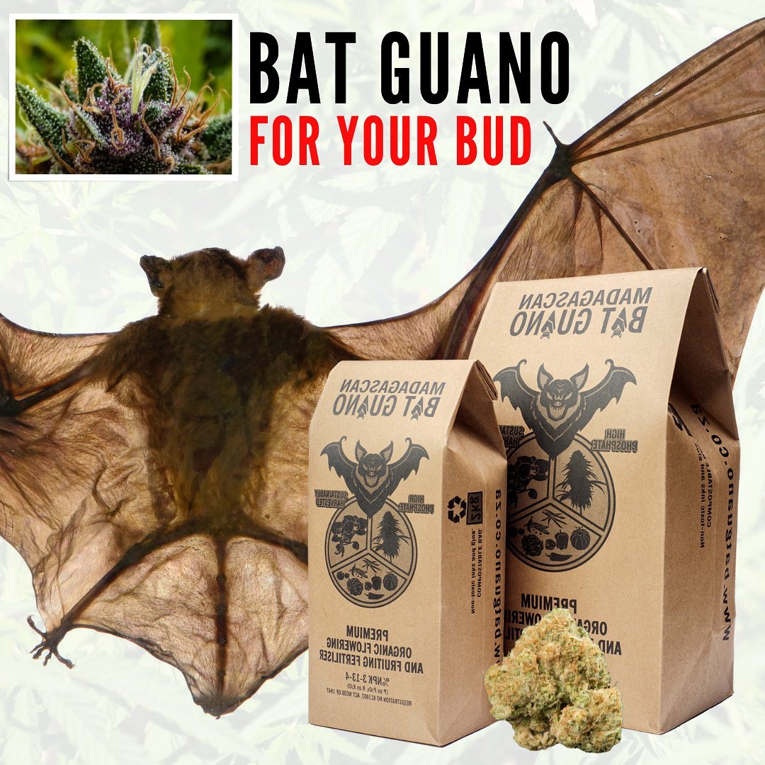 How to use Bat Guano for Cannabis! 🦇💩

In this video we have a look at a dry amendment made from Bats. This product is sustainably harvested in Madagascar from Caves where the bats nest. 

According to their diets the composition of the Bat Guano A