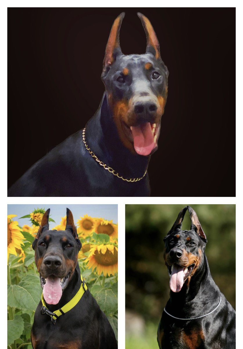 berry_doberman's tweet photo. Pictured is Berry and her parents.
in a yellow collar - father💛
next to - mother💙
✅Who do you think Berry looks like? https://t.co/p1w1IvsBE8