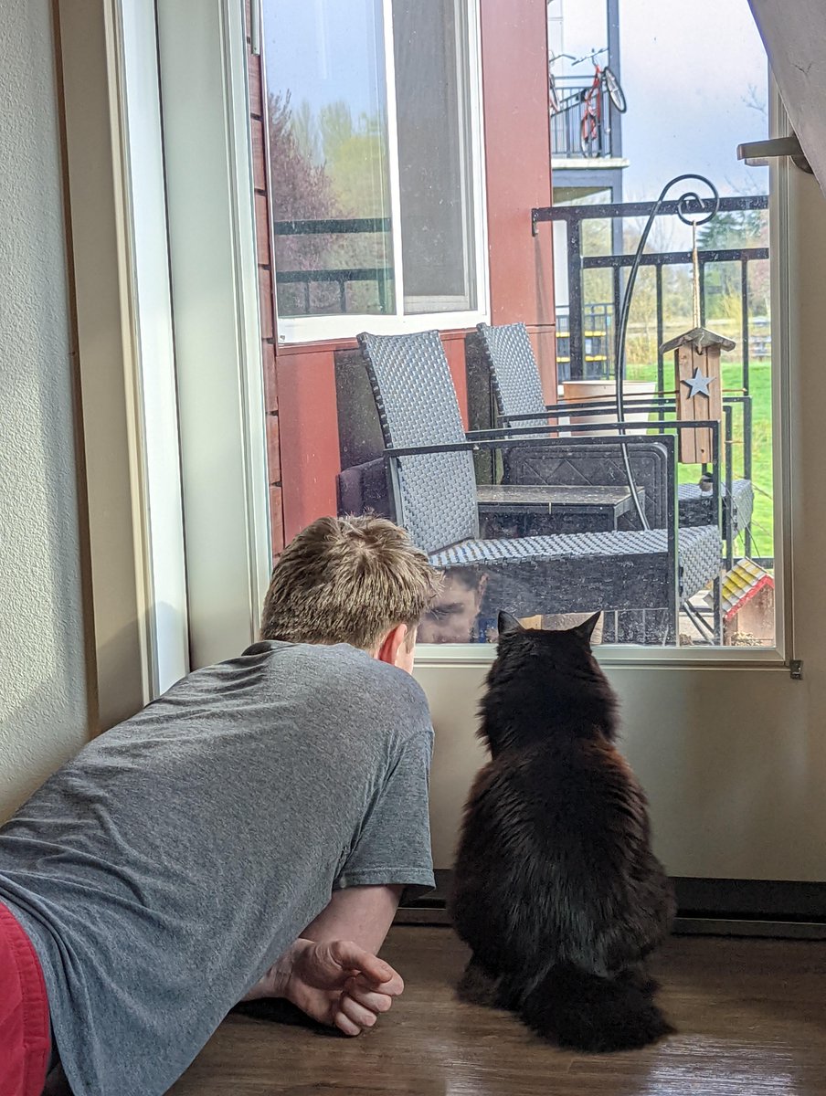 michaelscat2's tweet photo. My husband joined our cat to watch the birds https://t.co/CV3jjLA7Zu