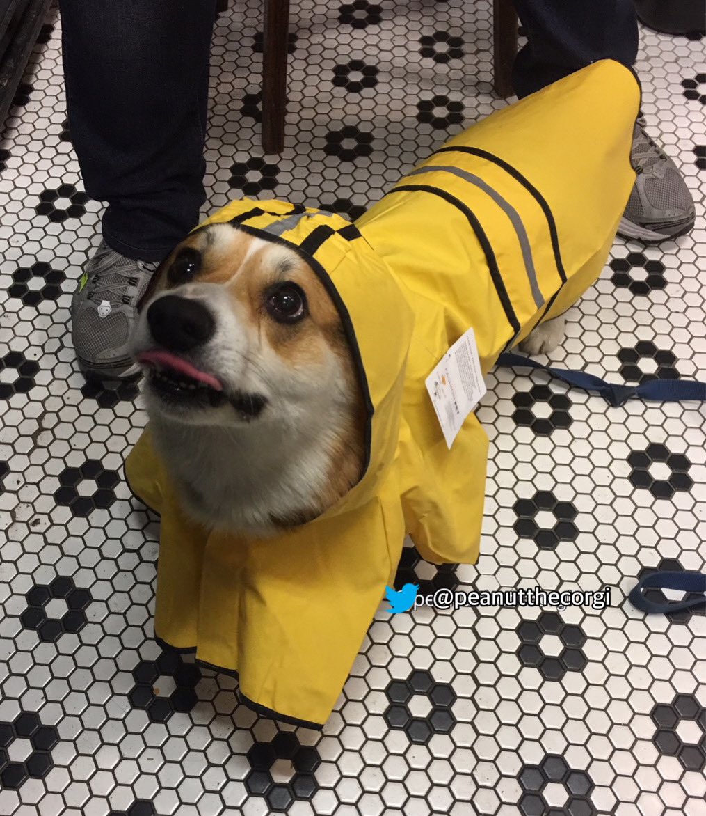 Wet Wednesday! Time for a new raincoat! #RainyDay #DogsofTwittter #WednesdayMotivation #NYC #Dog #Corgi #corgitwitter #CorgiCrew #dogsarelove #dogsofinstagram #cute