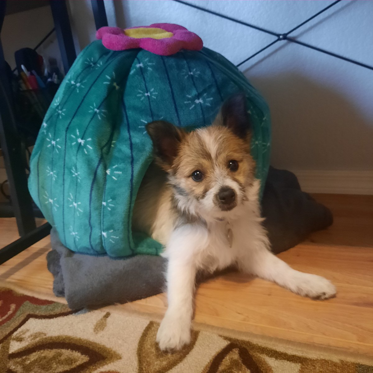 TheVitaminPhD's tweet photo. A day late for Teddy Tuesday, but this totally makes up for it 😁 Cactus-shaped dog bed: $5 
Teddy actually using it: priceless 🌵

#pomeranian #shihtzu #shipom #yorkiepom #puppy #dogsoftwitter https://t.co/g5unTEV2XO